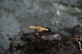 Gymnopus semihirtipes image