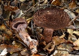 Cortinarius ursus image