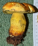 Alessioporus rubriflavus image
