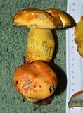 Alessioporus rubriflavus image