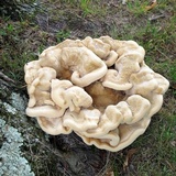 Bondarzewia berkeleyi image