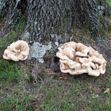 Bondarzewia berkeleyi image