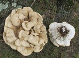 Bondarzewia berkeleyi image