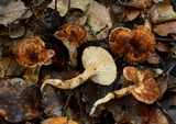 Cantharellus umbriceps image