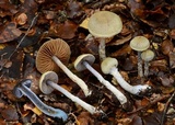 Cortinarius suecicolor image