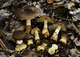 Cortinarius ophryx image