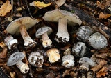 Cortinarius myxenosma image