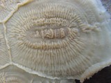 Merulius tremellosus image