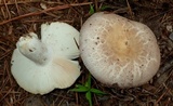 Russula crustosa image