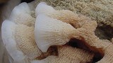 Merulius tremellosus image