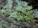 Chaenotheca furfuracea image