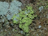 Chaenotheca furfuracea image