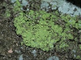 Chaenotheca furfuracea image