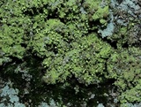 Chaenotheca furfuracea image