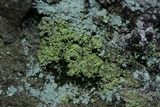 Chaenotheca furfuracea image