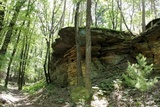 Chaenotheca furfuracea image