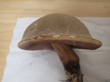 Tylopilus neofelleus image