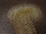 Tylopilus neofelleus image