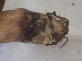 Tylopilus neofelleus image