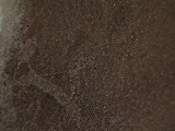 Tylopilus neofelleus image
