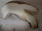 Tylopilus neofelleus image