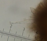 Tylopilus neofelleus image