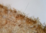 Tylopilus neofelleus image