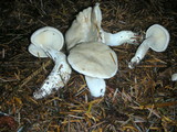 Clitopilus prunulus image