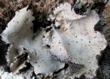 Umbilicaria polyrrhiza image