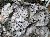 Umbilicaria polyrrhiza image