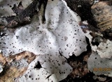 Umbilicaria polyrrhiza image