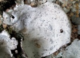 Umbilicaria polyrrhiza image
