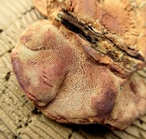 Hapalopilus rutilans image