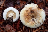 Lactarius deceptivus image