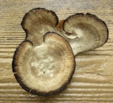 Mycorrhaphium adustum image