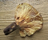 Tapinella atrotomentosa image