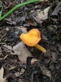 Humidicutis marginata var. marginata image