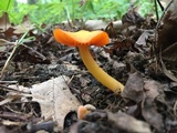 Humidicutis marginata var. marginata image