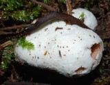 Entoloma gasteromycetoides image