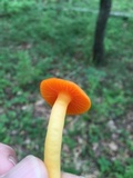 Humidicutis marginata var. marginata image