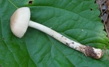 Amanita sect. Vaginatae image