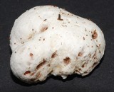 Entoloma gasteromycetoides image