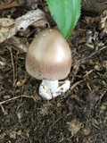 Amanita sect. Vaginatae image