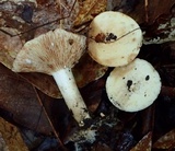 Lactarius luteolus image