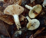 Lactarius luteolus image