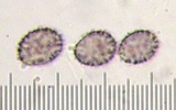 Lactarius luteolus image