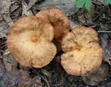 Lactarius subserifluus image
