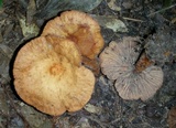 Lactarius subserifluus image