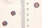 Lactarius subserifluus image