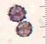 Lactarius subserifluus image